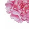 10 Pink Peony Flower Cardboard Paper Placemats Party Events Decorations Supplies